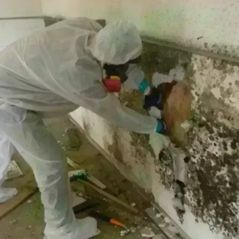 Mold Remediation and Removal in Middletown, RI